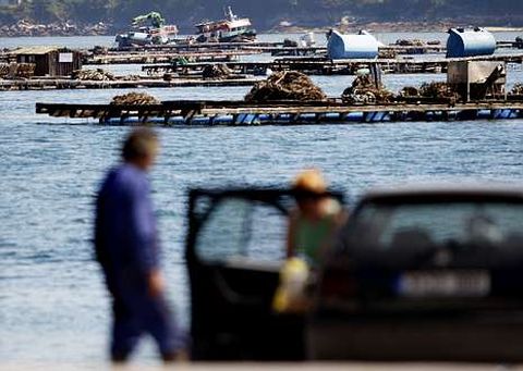 La pr�ctica totalidad de las bateas de la r�a est�n ya libres de toxina. 