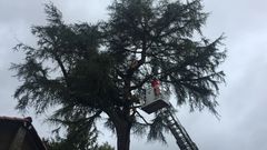 Las labores de poda de un��rbol�centenario