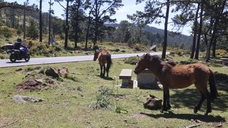 Caballos en una de las �reas recreativas de la Serra da Capelada, en una imagen de archivo