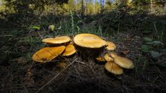 Un grupo de setas en un bosque de Carballo. 
