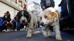 Marcha canina en Lugo contra el maltrato animal, en una fotograf�a de archivo