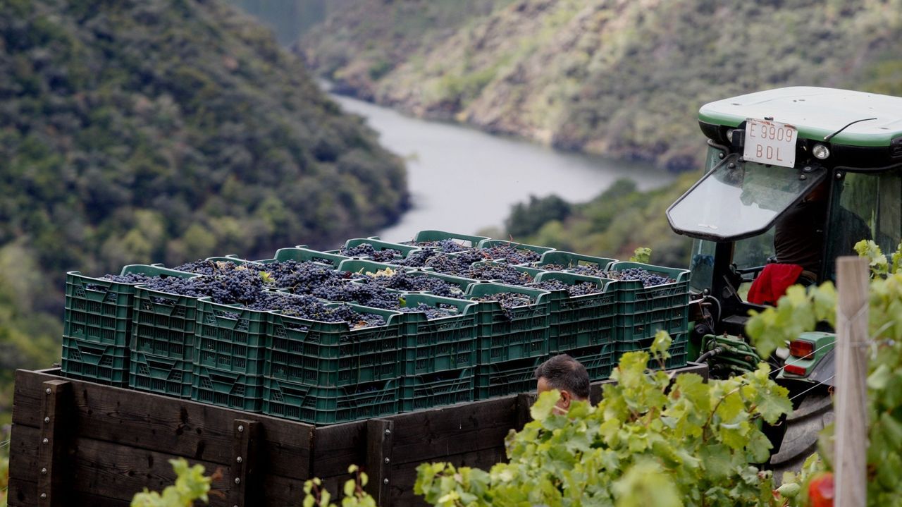 Unións Agrarias pide frenar el crecimiento en algunas denominaciones de origen vitícolas