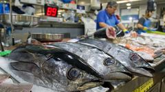 Magnficos bonitos del norte podan comprarse enteros ayer en el mercado corus de la Plaza de Lugo a 9 euros el kilo