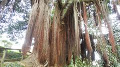 Las ra�ces a�reas son uno de los signos caracter�sticos del metrosidero