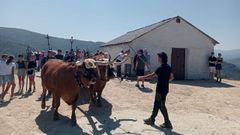 La imagen de la Virgen fue transportada a la ermita de As Neves en un carro de bueyes