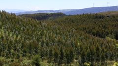 Plantacin de eucalipto en el municipio de Castroverde, en donde el Concello, gobernado por el PSOE, ha dado ya su respaldo a la asociacin que rechaza la moratoria de esa especie forestal