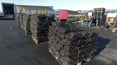 Pal�s de mejillones