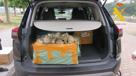 En la actuaci�n fueron intervenidos 60 kilos de ostra rizada extra�da en la zona del espig�n de Covas