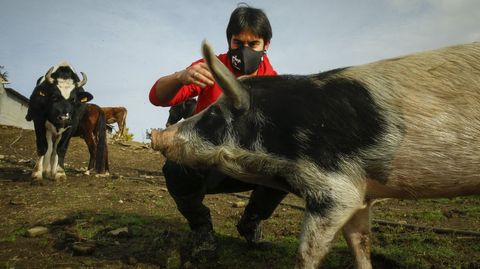 Mario Santiago con los primeros animales llegados al terreno comprado por Vacaloura en Arza, en noviembre del 2020. En octubre del ao siguiente terminaba su contrato de alquiler de la finca santiaguesa en donde tenan antes el refugio, aunque las instalaciones estaban ya muy deterioradas y hubo alguna baja por este motivo.