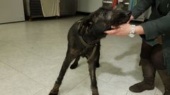 Perro maltratado recuperado en Oza por Apadan