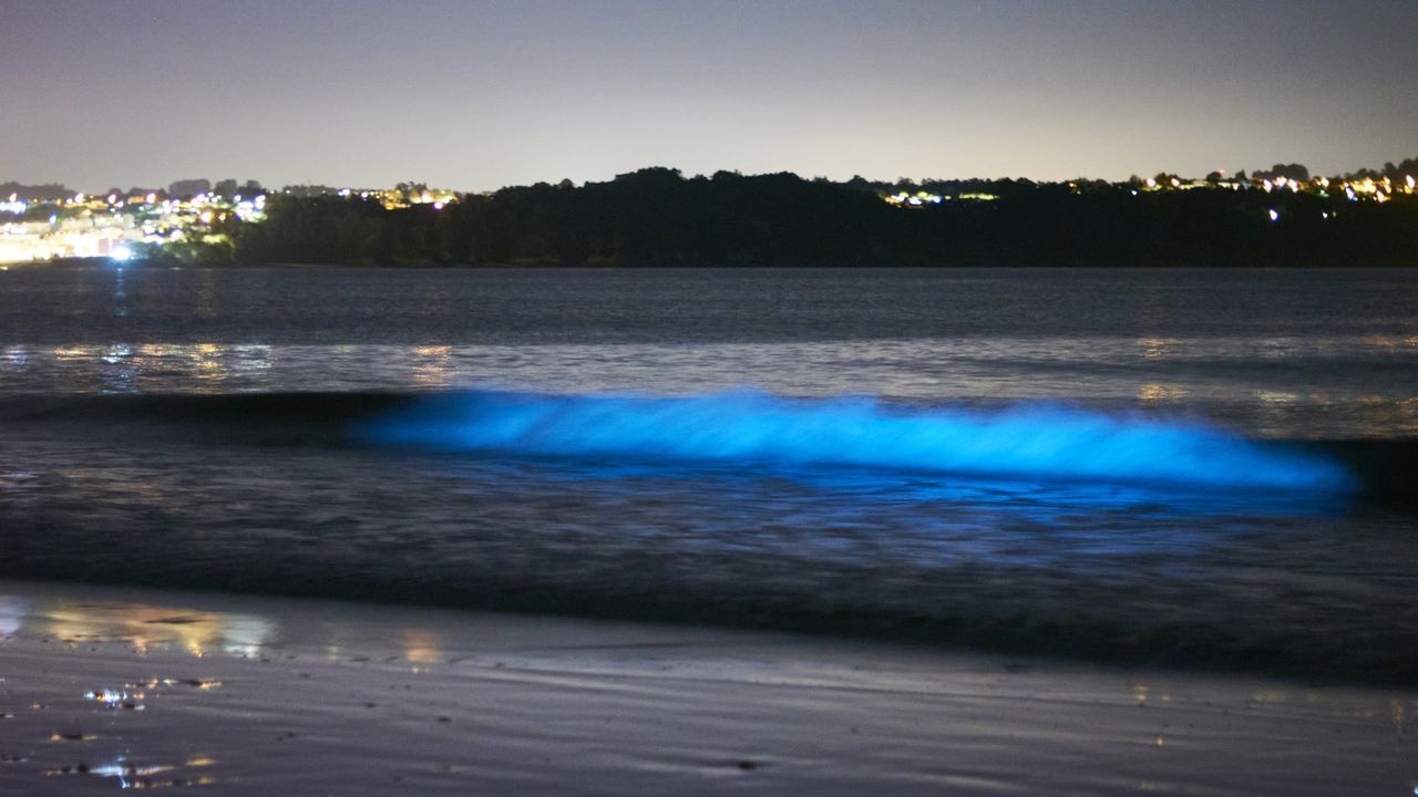 Judith, cazadora del mar de ardora en Galicia, logra capturarlo en Miño: «Nunca lo vi tan cerca de casa, fue como estar soñando»