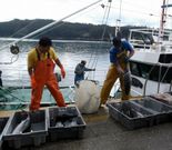 Venta de bonito en la lonja cedeiresa, el 13 de junio. 