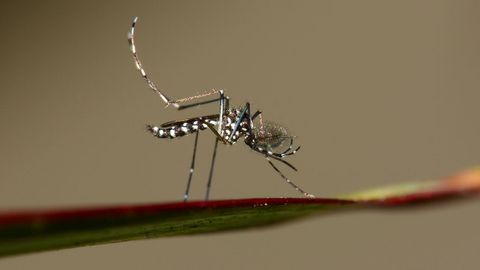 Ejemplar de mosquito tigre (Aedes albopictus) en el que se observan las lneas blancas del cuerpo y las patas