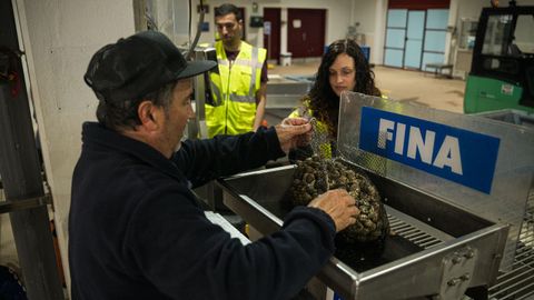 Final de la campaña marisquera en Noia