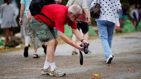 Cangrejos rojos llegan desde los bosques al mar para desovar en playa Gir�n (Cuba)