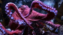 El a�o pasado se decomisaron 15.000 chismes para la captura del pulpo