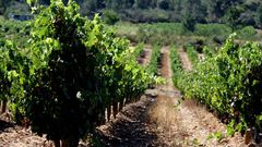 En la comarca de Valdeorras hay algo m�s de 1.150 hect�reas de vi�edo amparadas por el consejo regulador de la denominaci�n de origen.