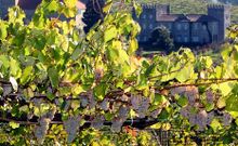 Plantaci�n de uva albari�a en el pazo de Bai�n.