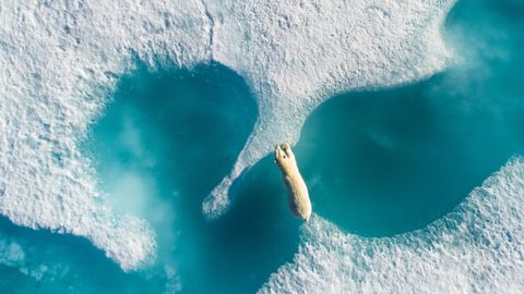 �Encima del oso polar� ha sido la mejor foto de dron del a�o