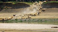Un ganadero lleva a abrevar un reba�o de cabras en Rasova, Ruman�a.