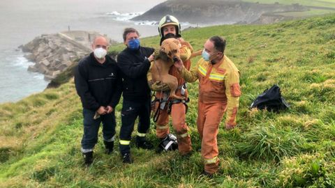 Perro rescatado esta ma�ana en un acantilado en Puerto de Vega, en Navia