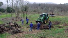 Vecinos de Cereixa recogen en el castro de San Lourenzo tocones de roble para quemar en la fiesta de San Blas