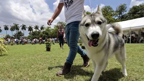 Los perros no podrn ir sueltos en los espacios pblicos