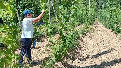 Personal de la Escola Politcnica Superior, trabajando en la finca de lpulo de Cubillos del Sil