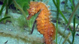 Hippocampus hippocampus