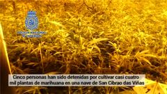 As� era la plantaci�n de marihuana desmantelada en Ourense