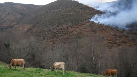 Incendio forestal en Abla�a
