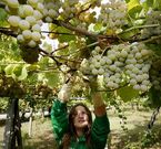Las bodegas apuraron esta semana la vendimia ante la previsi�n de fuertes lluvias.