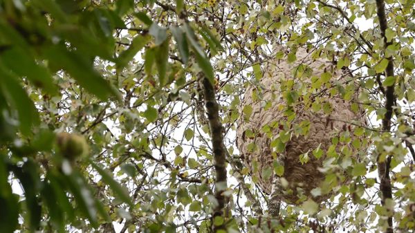 Nido de velutina en el municipio de Outeiro de Rei 
