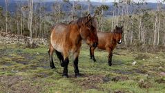 Dos de los caballos del Pico de Meda.