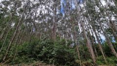 A superficie ocupada por eucaliptos en Galicia medrou en 53.000 hect�reas nunha d�cada, destaca o Consello da Cultura