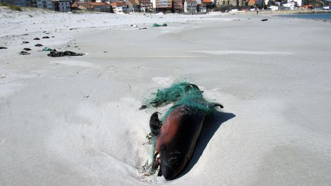 Cría de delfín, muerta entre redes, en la playa de Laxe