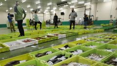 Venta en la lonja de Burela