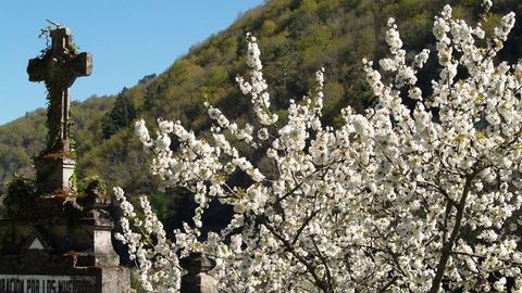 Cerezo en flor en la zona de Belesar en una foto de archivo