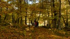 Bosque de Muniellos