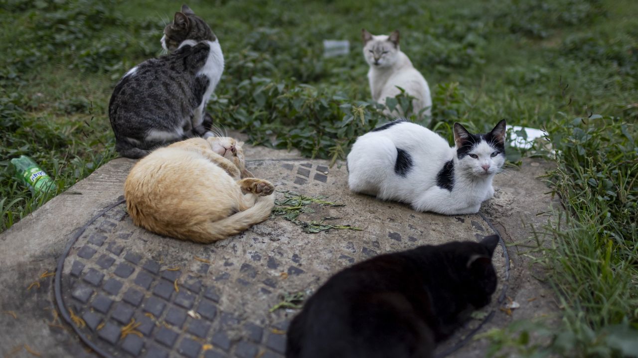 Xove dará carnés de cuidadores a las personas que alimenten gatos en las calles, sin ese carné sancionarán