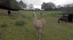 Bimba, la hembra de la pareja de llamas que vivir�n en el alojamiento tur�stico que Jes�s Beltr�n va abrir en el acceso a la playa fluvial de A Cova 