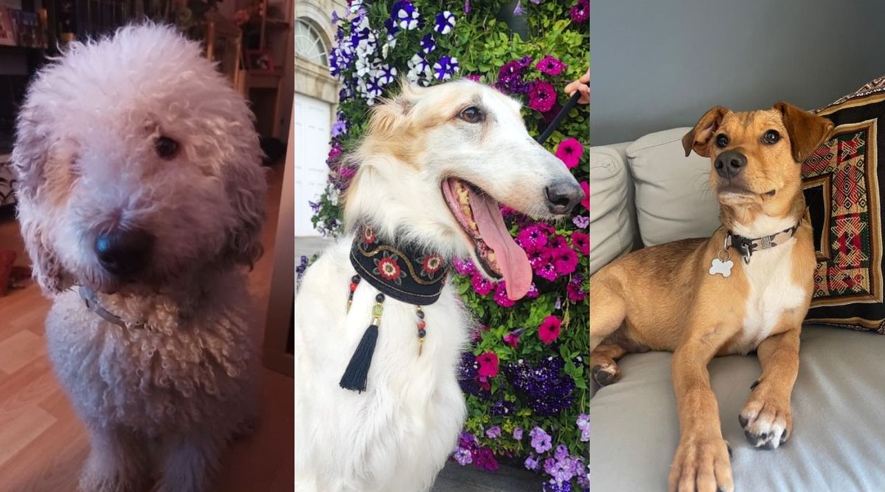 ¿Por qué le pusiste ese nombre a tu perro?: «La mía se llamaba Guajira Guantanamera y lo abreviamos a Cuba»