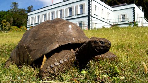 La tortuga Jonathan en el jard�n de su casa, donde reside desde 1880