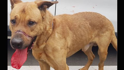 Perro abandonado en Oviedo