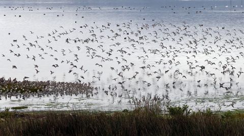 Miles de aves acuticas escogen O Bao para pasar el invierno