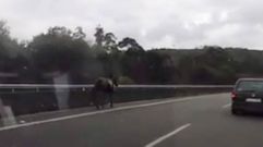 Un caballo al galope por la AP-9