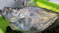 Peixes Grallal, de Viveiro, compr� el pez en lonja y lo don� para investigaci�n