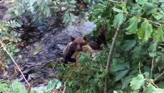 La osa de proaza fue encontrada agonizando en el r�o