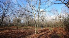 Un bosque en Lobeira, nunha imaxe de arquivo.