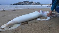 Lucha a muerte entre calamares gigantes por peces